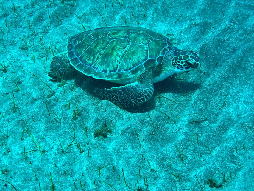 Abades: Guided Snorkeling Tour with Photos - What the two-hour Abades snorkeling tour is really like