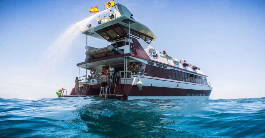 Adeje: Whale and Dolphin Watching Cruise with Lunch and Swim - What this Adeje whale cruise is really like