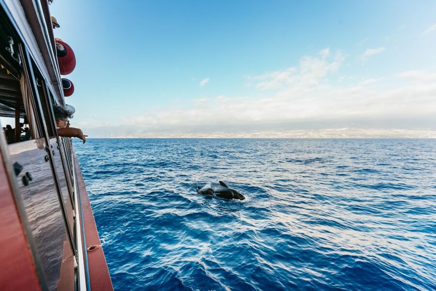 Adeje: Whale and Dolphin Watching Cruise with Lunch and Swim - Leaving Puerto Colón and finding your sea legs