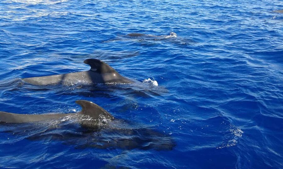 Adeje: Whale Watching Tour to Los Gigantes with lunch & swim - Lunch, drinks, and the swim stop