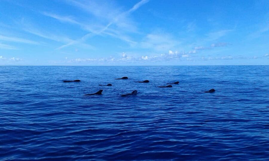 Adeje: Whale Watching Tour to Los Gigantes with lunch & swim - The boat atmosphere and possible drawbacks