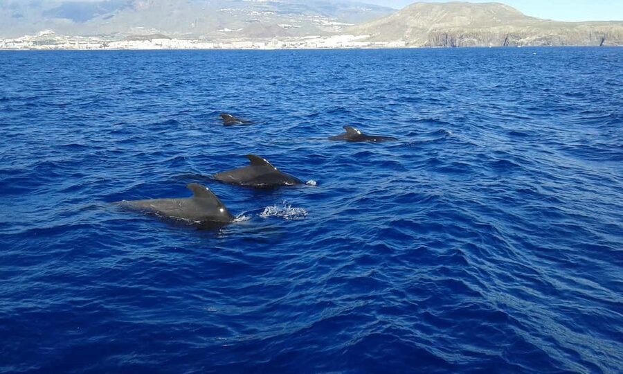 Adeje: Whale Watching Tour to Los Gigantes with lunch & swim - Sailing toward the 600-meter walls of Los Gigantes
