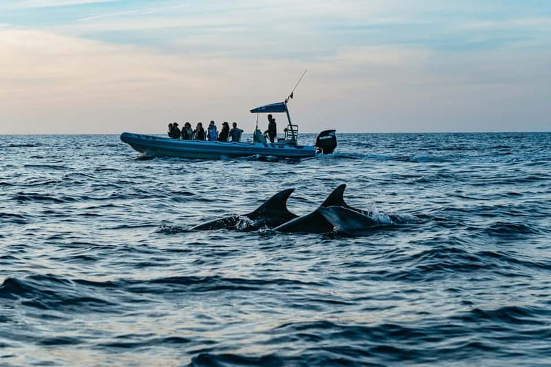 Alcudia or Can Picafort: Dolphin-Watching Cruise - The dolphin search from Port d’Alcudia