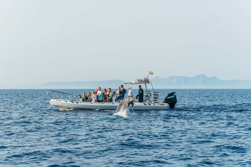 Alcudia or Can Picafort: Dolphin-Watching Cruise - What the $91 price includes