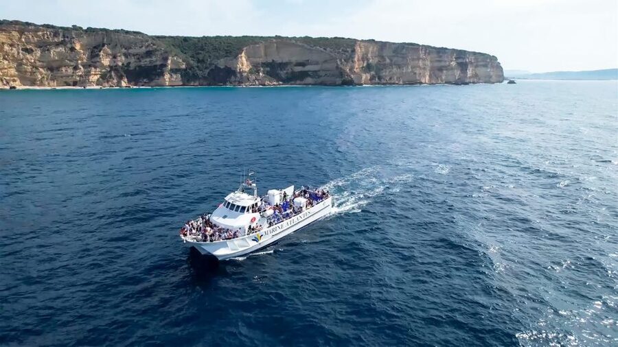 Barbate: Dolphin and Whale Watching in Cape Trafalgar - Dolphins, Whales, and the Chance of Orcas