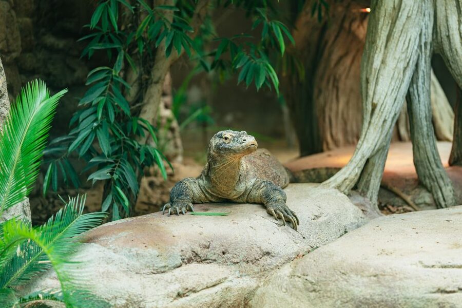 Barcelona: 1-Day Ticket to Barcelona Zoo - Who will enjoy Barcelona Zoo most?