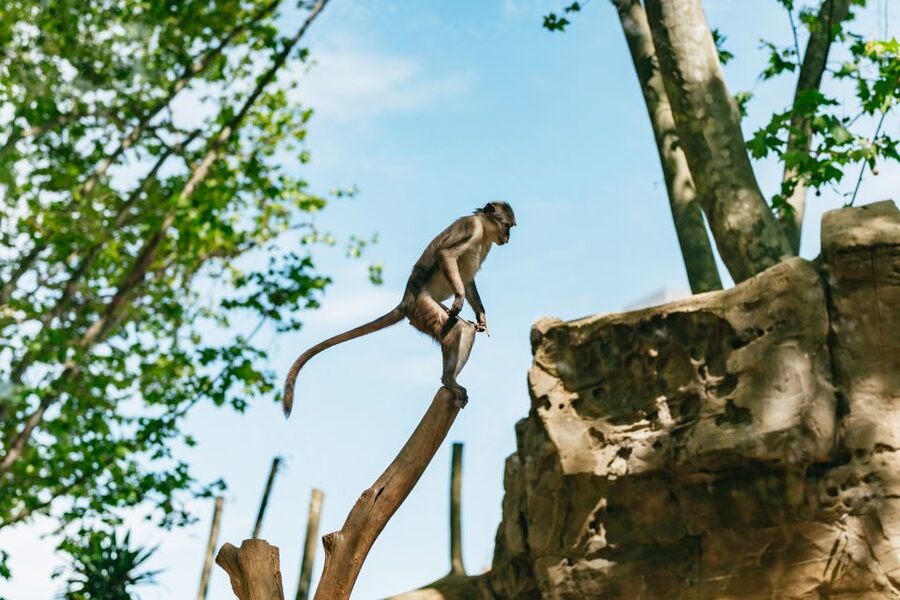 Barcelona: 1-Day Ticket to Barcelona Zoo - A sensible route for families