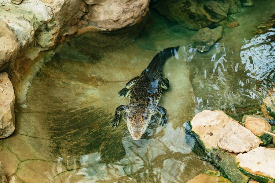 Barcelona: 1-Day Ticket to Barcelona Zoo - Animal care and conservation work