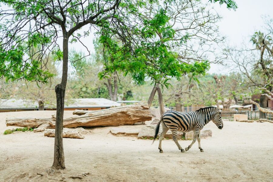 Barcelona: 1-Day Ticket to Barcelona Zoo - Food, shade, and practical comfort