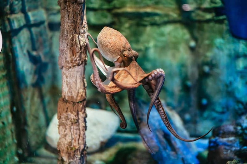 Barcelona Aquarium: Entry Ticket - The Oceanarium is the main event