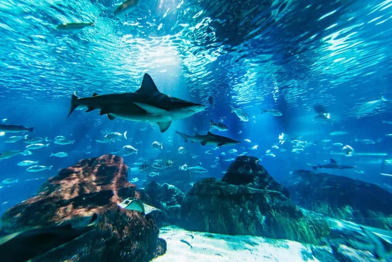 Barcelona Aquarium: Entry Ticket - Start with Mediterranean and tropical tanks