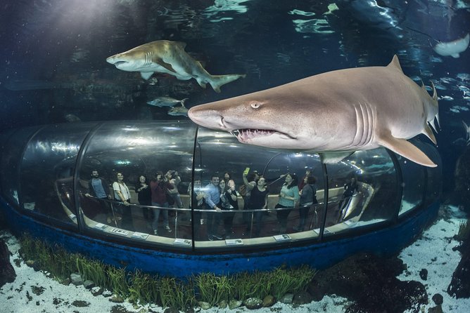 Barcelona Aquarium Skip the Line Ticket - Walking through the 80-meter Oceanarium tunnel