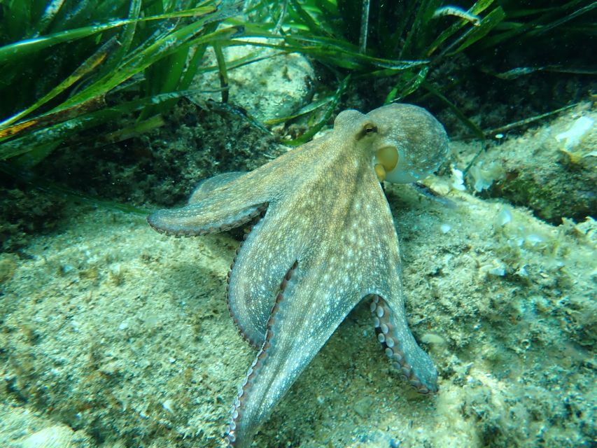 Barcelona: Costa Brava Kayak, Snorkel & Cliff Jump & Lunch - Kayaking into coves, caves, and rock tunnels