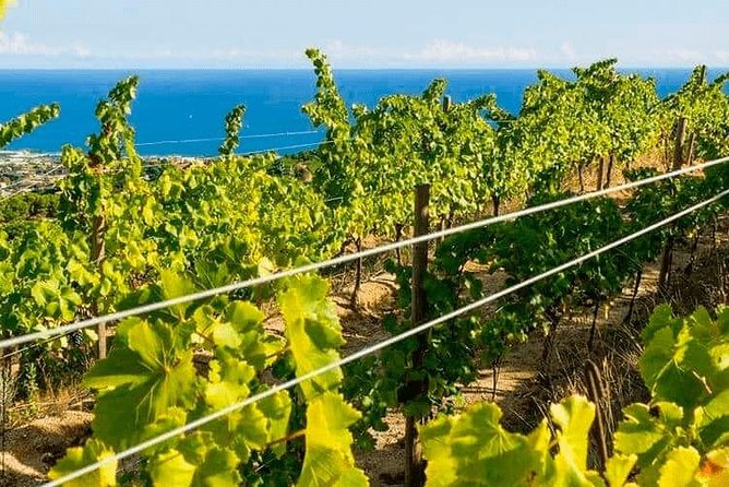 Barcelona eBike Beach Private Tour to Vineyards & Picnic - Arc de Triomf, Born, and the finish