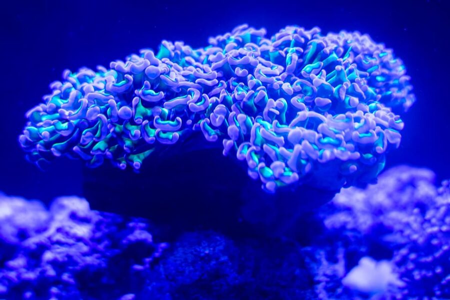 Benalmadena Aquarium Visit - Bio-beach, quiz trails, and short talks
