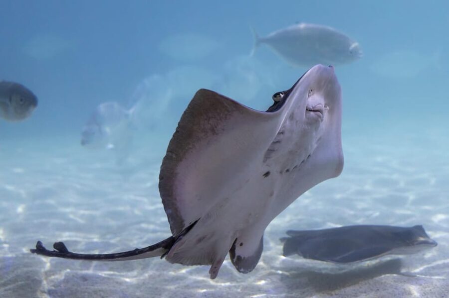 Benalmadena Aquarium Visit - Location, access, and small practical details