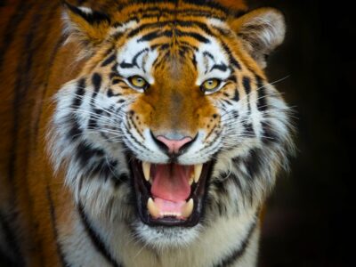 Terra Natura Theme Park 1-Day Tickets