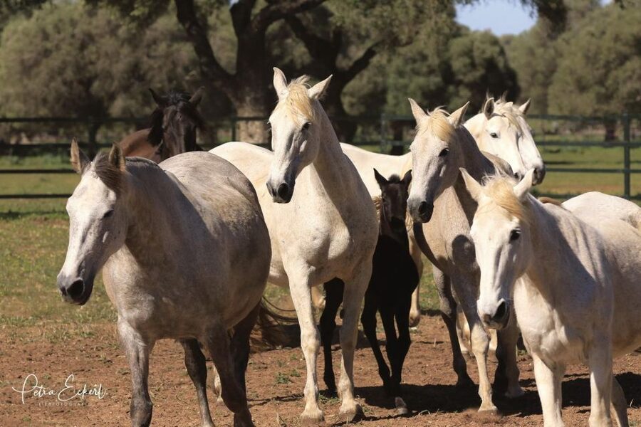 Cadiz: Andalusian Horses and Bulls Country Show - At El Carrascal, bulls are part of the countryside
