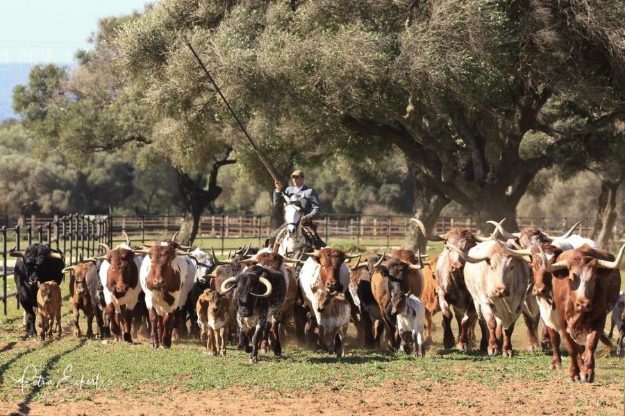 Cadiz: Andalusian Horses and Bulls Country Show - Who will enjoy this ranch show?