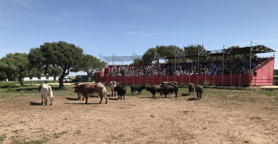 Cadiz: Andalusian Horses and Bulls Country Show - Andalusian horses show control and style