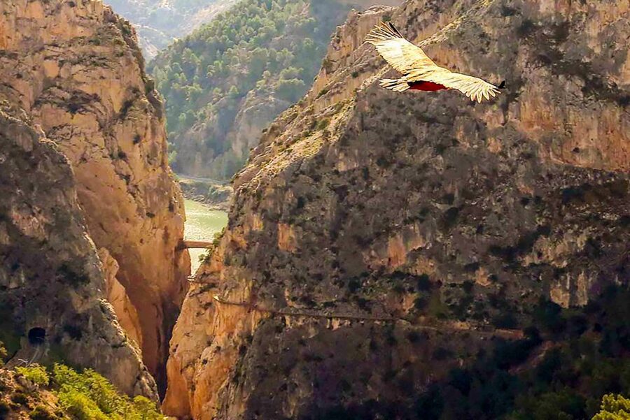 Caminito del Rey: Entry Ticket - What the Caminito del Rey experience is really like