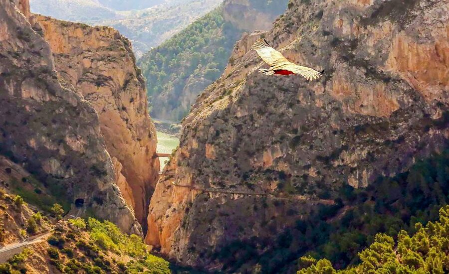 Caminito del Rey: Guided Tour and Entry Ticket - Is the $35 price fair?