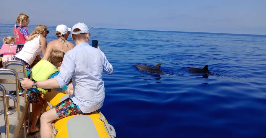 Can Picafort: Dolphin Watching Boat Tour with Swimming - Why the early start can be worth it