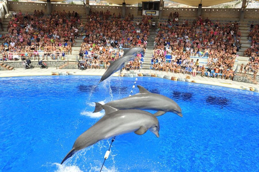 Costa Adeje: Aqualand Water Park Ticket with Dolphin Show - Aqualand’s family-friendly layout in Costa Adeje