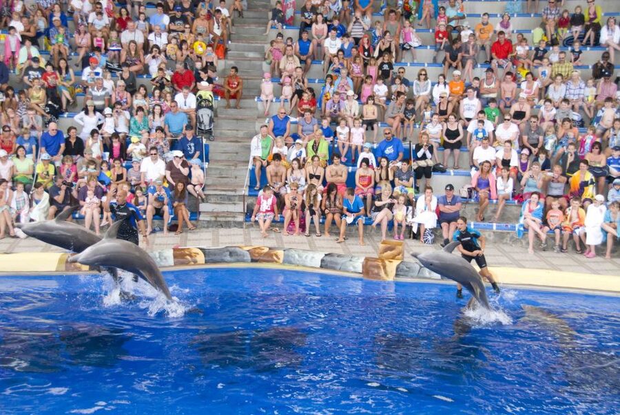 Costa Adeje: Aqualand Water Park Ticket with Dolphin Show - The dolphin show is the day’s main event