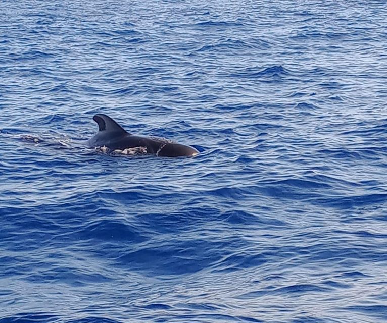 Costa Adeje: Whale and Dolphin-Watching Boat Excursion - Key points to know before you book