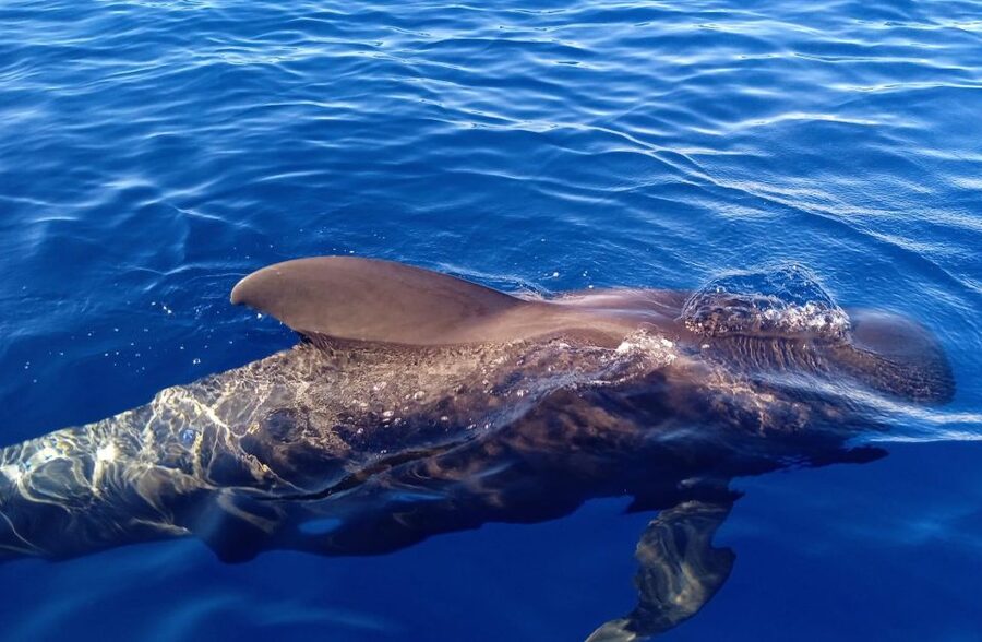 Costa Adeje: Whale and Dolphin-Watching Boat Excursion - A respectful approach to marine life