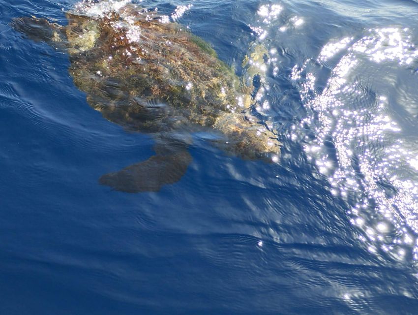 Costa Adeje: Whale and Dolphin-Watching Boat Excursion - Languages, flexibility, and cancellation
