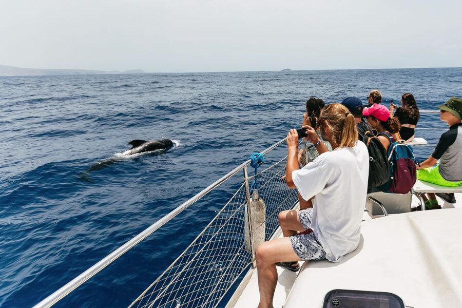 Costa Adeje: Whale Watching Catamaran Tour with Drinks - Who should book this catamaran trip?