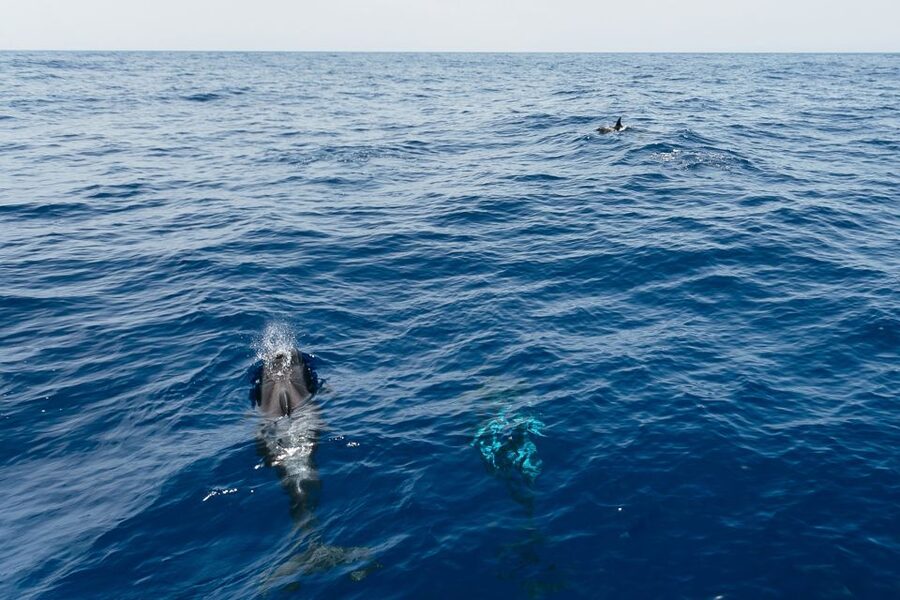 Costa Adeje: Whale Watching Catamaran Tour with Drinks - Leaving Puerto Colon on the Eden catamaran