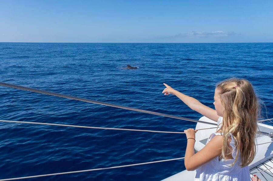 Costa Adeje: Whale Watching Cruise - Should you book Freebird’s Costa Adeje cruise?