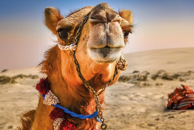 Cultural excursion for one day to Tangier with ferry included - Why this Tarifa to Tangier trip works