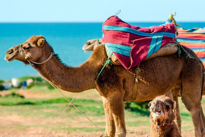 Cultural excursion for one day to Tangier with ferry included - Starting at Tarifa Port before 9 a.m.