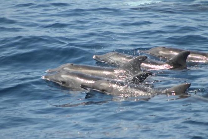 Dolphin and Whales watching cruise from Puerto Rico de Gran Canaria - The real issue: motion on the Atlantic