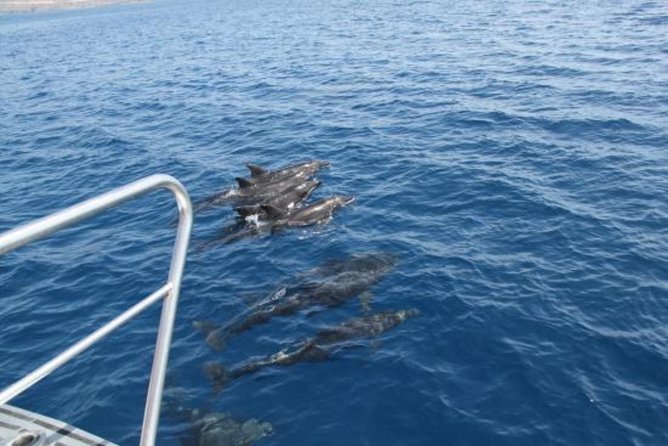 Dolphin and Whales watching cruise from Puerto Rico de Gran Canaria - Optional swimming and resort transfers