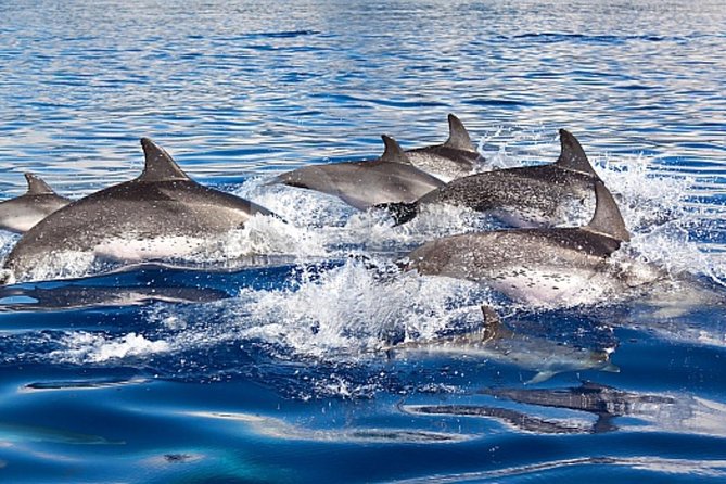 Dolphin and Whales watching cruise from Puerto Rico de Gran Canaria - The wildlife you might see