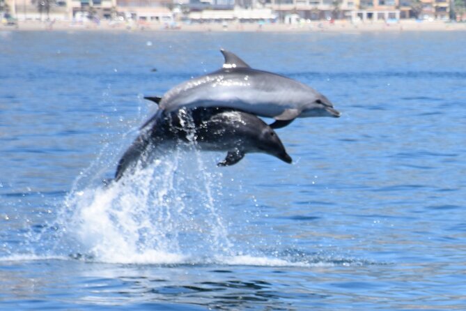 Dolphin Sightseeing Boat Tour from Benalmadena - The coastal views from Benalmadena to Fuengirola