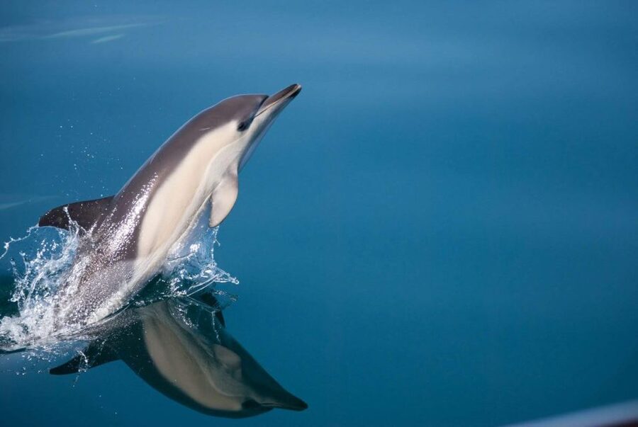 Estepona: Dolphin Watching Sailboat Cruise with Drink - Dolphin watching: exciting when the bay comes alive