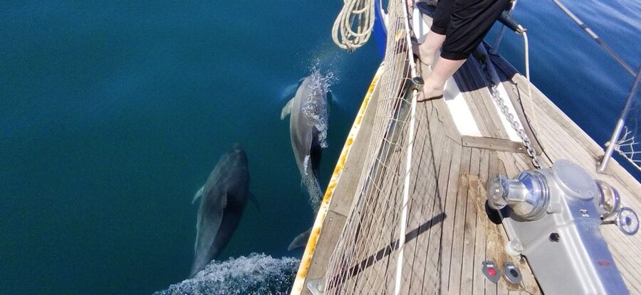 Estepona: Dolphin Watching Sailboat Cruise with Drink - The crew, the boat, and the small personal touches