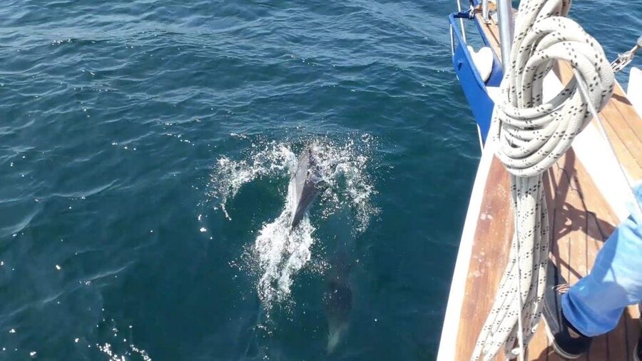 Estepona: Dolphin Watching Sailboat Cruise with Drink - Should you book the Estepona dolphin cruise?