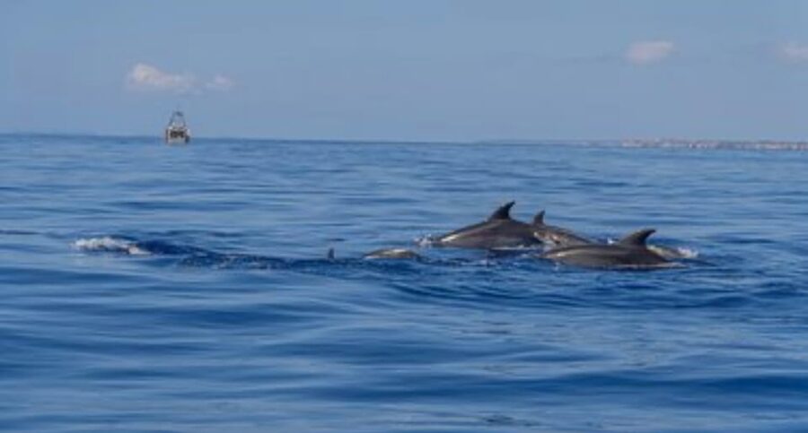From Can Picafort: Dolphin Watching and Cave Boat Trip - Should you book the Can Picafort dolphin trip?