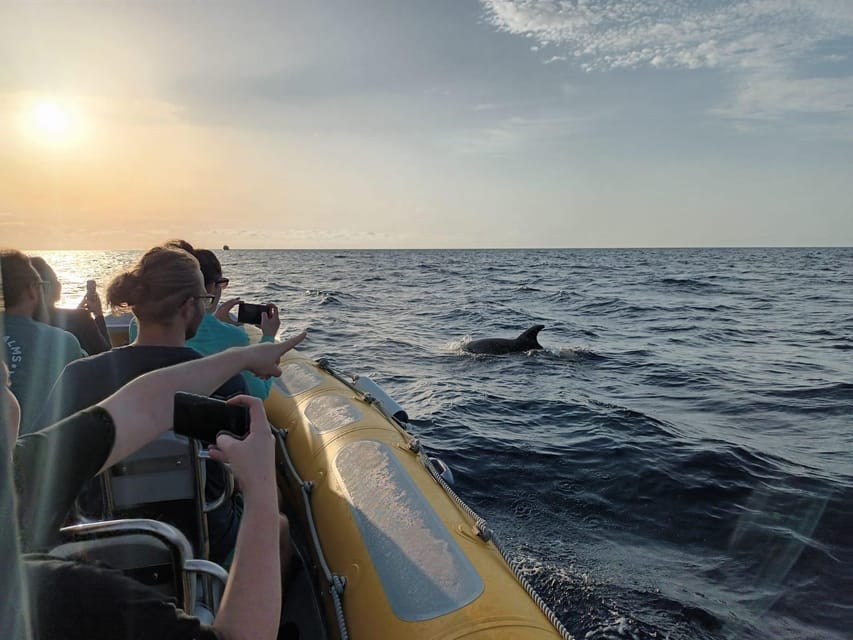 From Can Picafort: Dolphin Watching and Cave Boat Trip - The swim stop near Es Coll Baix