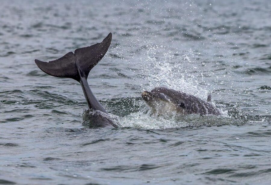 From Can Picafort: Dolphin Watching and Cave Boat Trip - Meeting at the Can Picafort harbour