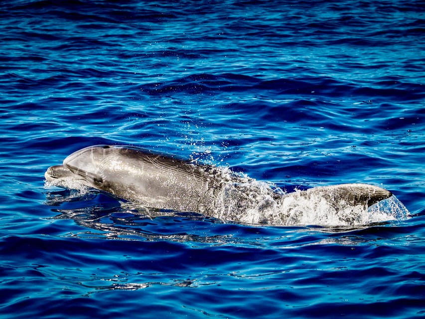 From Can Picafort: Dolphin Watching and Cave Boat Trip - Who will enjoy this trip most