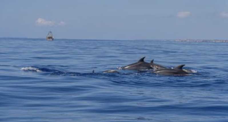 From Can Picafort: Dolphin Watching and Cave Boat Trip - Watching dolphins in open water