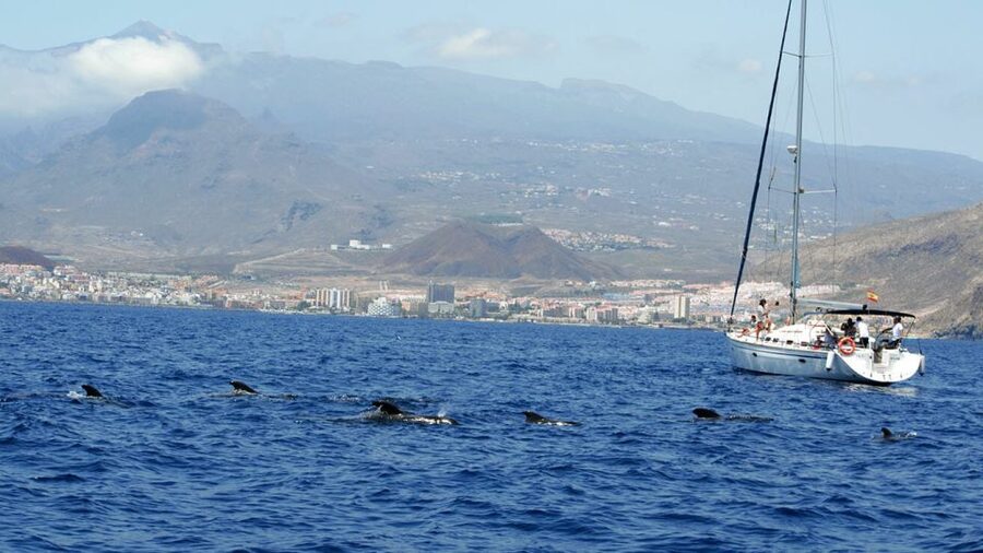 From Los Gigantes: Whale Watching Sailboat Cruise - The first 90 minutes: looking for whales and dolphins